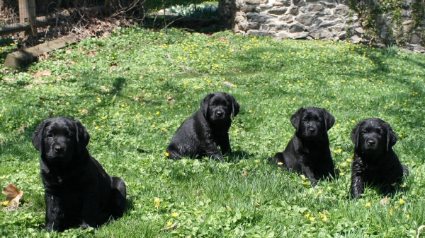 Labrador puppy breeders